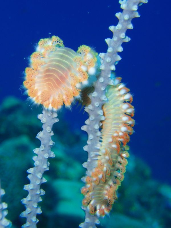 fireworm head